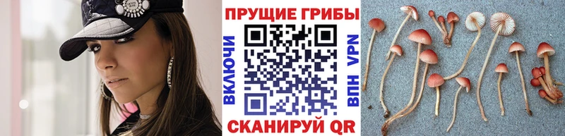 Псилоцибиновые грибы мицелий Ухта